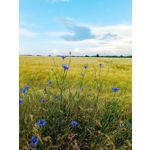 Foto dei utenti Infinix Note 12 Pro 4G