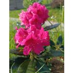 Foto dei utenti Infinix Note 12 Pro 4G