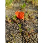 Foto dei utenti Infinix Note 12 Pro 4G