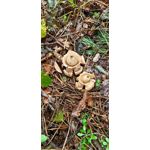 PHOTOS FAITES AVEC CE SMARTPHONE