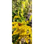 PHOTOS FAITES AVEC CE SMARTPHONE