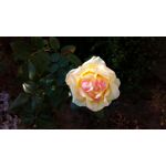 来自这款手机的图片