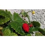 来自这款手机的图片