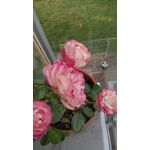Les photos des utilisateurs Jiayu G5S