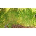 Foto's van de gebruikers Jiayu S3 Foto's van de gebruikers Jiayu S3