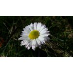 Foto's van de gebruikers Jiayu S3 Foto's van de gebruikers Jiayu S3