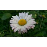 Foto's van de gebruikers Jiayu S3 Foto's van de gebruikers Jiayu S3