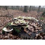 Фотографии пользователя Kruger&Matz Flow 5+