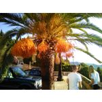 来自这款手机的图片