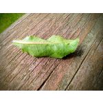 来自这款手机的图片