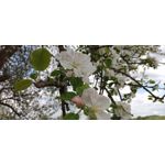 PHOTOS FAITES AVEC CE SMARTPHONE