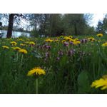 Les photos des utilisateurs Leagoo Elite 1