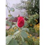 PICTURES FROM THIS PHONE
