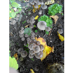 PICTURES FROM THIS PHONE