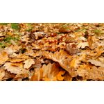 FOTO FATTE CON QUESTO TELEFONO