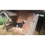 FOTO FATTE CON QUESTO TELEFONO