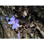 Selbst von Nutzern gemachte Bilder Lenovo S5 Pro