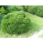 LAS FOTOS HECHAS CON ESTE TELÉFONO