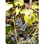 LAS FOTOS HECHAS CON ESTE TELÉFONO