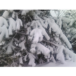 來自這款手機的圖片