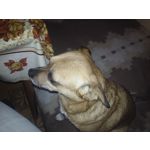 來自這款手機的圖片