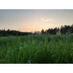 LAS FOTOS HECHAS CON ESTE TELÉFONO