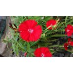 Pictures by this phone LG G2 Mini