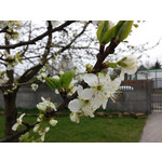 Pictures by this phone LG G2 Mini