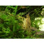 PICTURES FROM THIS PHONE