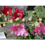 PICTURES FROM THIS PHONE