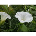 PICTURES FROM THIS PHONE