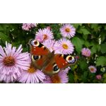 PICTURES FROM THIS PHONE