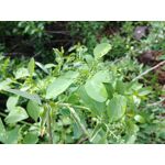 FOTO FATTE CON QUESTO TELEFONO