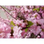 Selbst von Nutzern gemachte Bilder LG G7 ThinQ Selbst von Nutzern gemachte Bilder LG G7 ThinQ