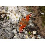 Selbst von Nutzern gemachte Bilder LG G7 ThinQ Selbst von Nutzern gemachte Bilder LG G7 ThinQ