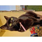 Selbst von Nutzern gemachte Bilder LG G7 ThinQ Selbst von Nutzern gemachte Bilder LG G7 ThinQ