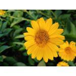 Selbst von Nutzern gemachte Bilder LG G7 ThinQ Selbst von Nutzern gemachte Bilder LG G7 ThinQ