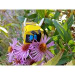 Selbst von Nutzern gemachte Bilder LG G7 ThinQ Selbst von Nutzern gemachte Bilder LG G7 ThinQ