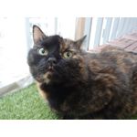 Selbst von Nutzern gemachte Bilder LG G7 ThinQ Selbst von Nutzern gemachte Bilder LG G7 ThinQ