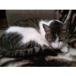 FOTO FATTE CON QUESTO TELEFONO