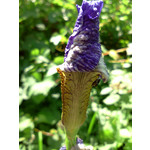 FOTO FATTE CON QUESTO TELEFONO