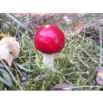 PHOTOS FAITES AVEC CE SMARTPHONE