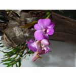 FOTO'S VAN DEZE TELEFOON