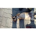 PICTURES FROM THIS PHONE