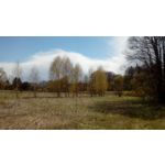 PICTURES FROM THIS PHONE