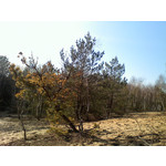 FOTO FATTE CON QUESTO TELEFONO