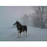 來自這款手機的圖片