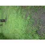 來自這款手機的圖片