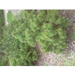 來自這款手機的圖片