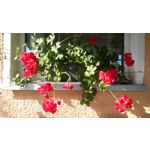 FOTO'S VAN DEZE TELEFOON